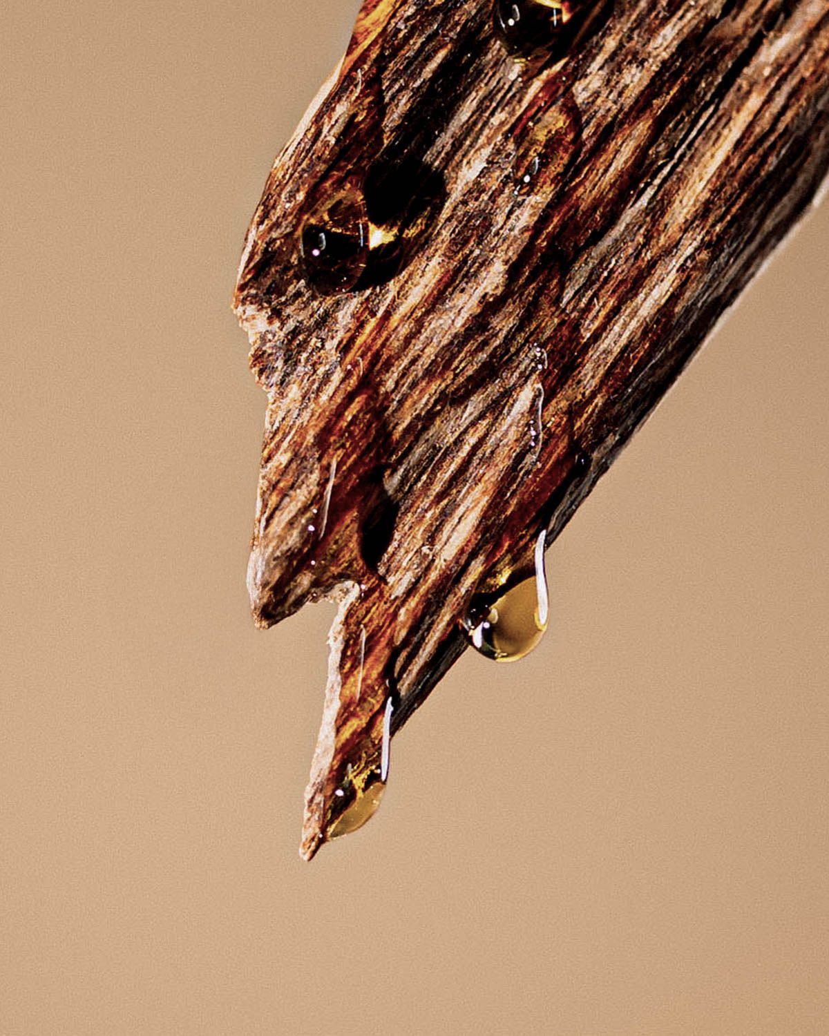 woody oudh